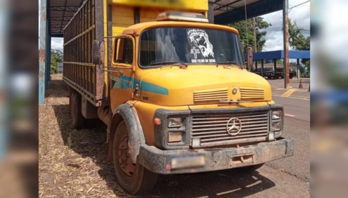 O transporte de animais sem guia de trânsito animal (GTA) e sem nota fiscal é considerado infração sanitária e tributária. Foto: PRF/Divulgação.